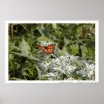 Papillon de monarque posters