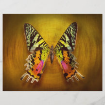 Papillon - papillon de bonheur prospectus customisé