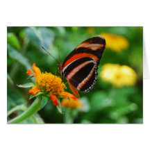 Papillon réuni par orange carte de vœux