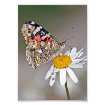 Papillon sur la fleur photo d’art