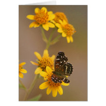 papillon sur le souci carte de vœux