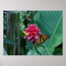 Papillon sur Ténérife Posters