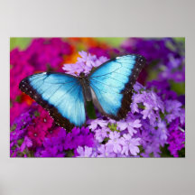 Papillon tropical 7 de Sammamish Washington Affiches