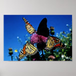 Papillons de monarque posters