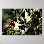 Papillons de monarque posters
