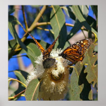 Papillons de monarque sur l'eucalyptus - copie affiche