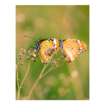 Papillons En-tête De Lettre Personnalisée