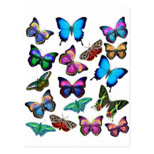 Papillons flottant par la carte postale