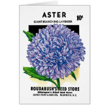 Paquet vintage de graine d'aster carte