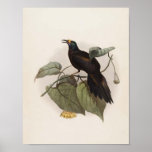 Paradigalla carunculata - Wattled Bird Of Paradise Print