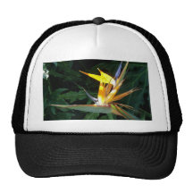 Paradise  Bird II Hat
