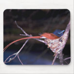 Paradise Flycatcher Mouse Pad