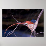 Paradise Flycatcher Poster