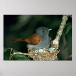 Paradise Flycatcher Posters