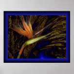 Paradise Night Print.
