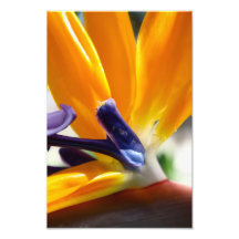 Paradise Photographic Print