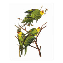 Parakeet - by John Audubon Post Cards