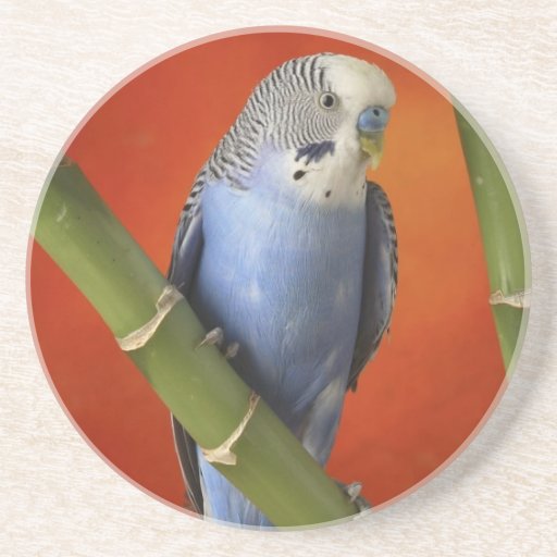 parakeet drink coaster