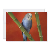 parakeet
