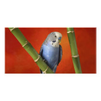 parakeet