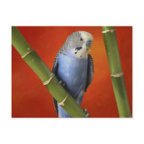 parakeet