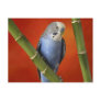 parakeet