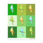 Parakeets in Green Squares Post Cards