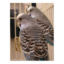 Parakeets Postcards
