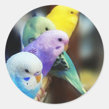 Parakeets Round Stickers