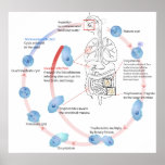Parasitic Protozoan Entamoeba Histolytica Diagram Poster