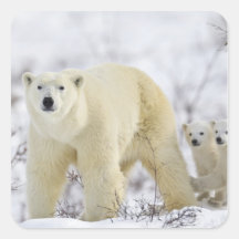 Parc national de Wapusk, Canada Autocollant Carré