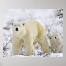 Parc national de Wapusk, Canada Posters