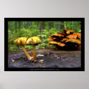 Parc-Nature du Bois de Liesse posters