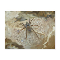Pardosa(?) on Dry Leaf Postcard