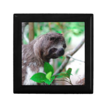 Paresse dans l'arbre Nicaragua Coffret Cadeau