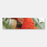 Parrot Animal Bumper Sticker