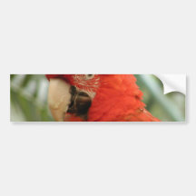 Parrot Animal Bumper Sticker