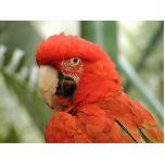 Parrot Animal Photo Sculptures