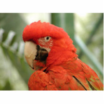 Parrot Animal Photo Sculptures