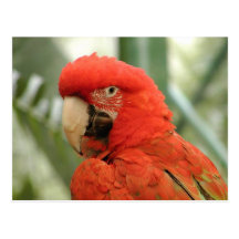 Parrot Animal Post Cards