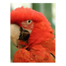 Parrot Animal Post Cards