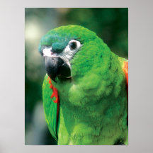 Parrot Bird Print