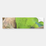 Parrot Bumper Stickers