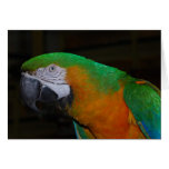 Parrot Card