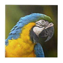 Parrot Ceramic Tile