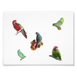 Parrot Flock Photo