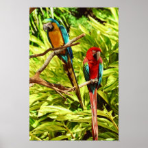 Parrot Friends Posters