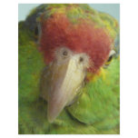 parrot front view custom flyer