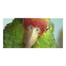 parrot front view photo greeting card