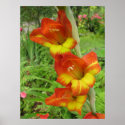Parrot Gladiolas posters